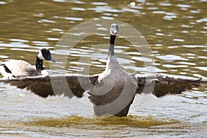 Wildlife of canada