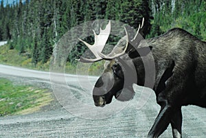 WILDLIFE- Canada- Close up of a Wild Bull Moose on a Mountain Road