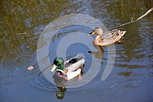 Wildlife by the Canal