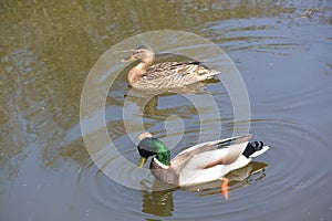 Wildlife by the Canal