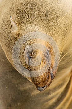 Wildlife - Cape Fur Seal