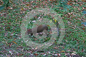Wildlife: Central American Agouti is a small mammal but an important seed disperser