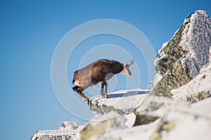 Divoká zver kamzíkov v horách. Vysoké Tatry