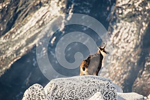 Wildlife of chamois in mountains. High Tatras