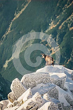 Divoká zver kamzíkov v horách. Vysoké Tatry