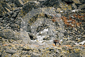 Wildlife of chamois in mountains. High Tatras