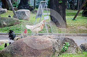 Wildlife Chicken on the stone.
