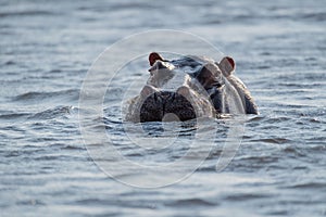 Wildlife on the Chobe River at Kasane in Botswana