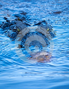 Wildlife on the Chobe River at Kasane in Botswana