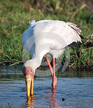 Wildlife on the Chobe River at Kasane in Botswana