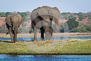 Wildlife on the Chobe River at Kasane in Botswana