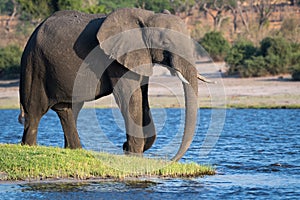 Wildlife on the Chobe River at Kasane in Botswana