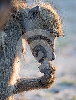 Wildlife on the Chobe River at Kasane in Botswana