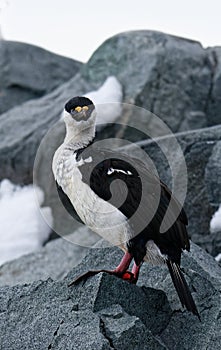 Wildlife close-up of an Imperial shag (Leucocarbo atriceps) sitting on rock