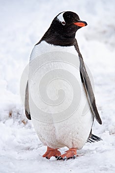 Wildlife close-up portrait of a Gentoo penguin (Pygoscelis papua) walking on land with snow