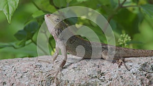 Wildlife close up side view changeable lizard or oriental garden lizard on the rock stone in forest