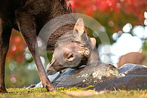 Wildlife close up of a young male buck deer scratching against a rock in park near fall foliage, colorful trees