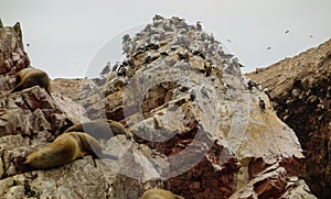 Wildlife at the coastal cliffs at the Ballestas Islands National Reserve in Pisco, Peru