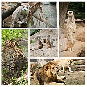 Wildlife collage