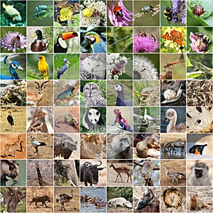 Wildlife collage photo