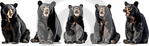 Wildlife Collection of American Black Bears: Standing, Sitting, Screaming, and Lying on White Background Banner