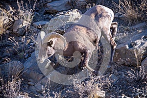 Wildlife in Coloado. Colorado Rocky Mountain Bighorn Ram