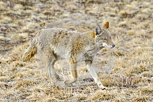 Wildlife of Colorado. Wild coyote hunting in a dry grass field