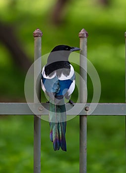 Wildlife concept. Îœagpie wild bird, pica-pica, europian, common, eurasian magpie on grey railings