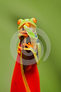 Wildlife Costa Rica. Beautiful frog in forest, exotic animal from central America, red flower. Red-eyed Tree Frog, Agalychnis call