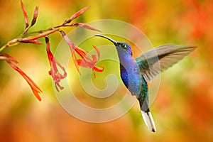 Wildlife in Costa Rica. Big blue hummingbird Violet Sabrewing flying next to beautiful red flower with clear green orange forest i