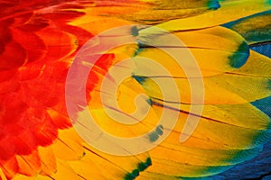 Wildlife Costa Rica. Close-up detail of parrot plumage. Scarlet Macaw, Ara macao, detail of wing, nature Costa Rica.