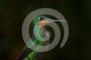 Wildlife Costa Rica. Detail portrait of shiny green glossy bird. Green hummingbird Green-crowned Brilliant, Heliodoxa jacula in