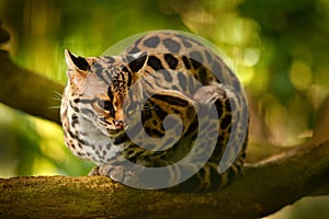 Wildlife in Costa Rica. Nice cat margay sitting on the branch in the costarican tropical forest. Detail portrait of ocelot, nice