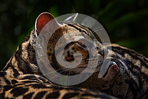 Wildlife in Costa Rica. Nice cat margay sitting on the branch in the costarican tropical forest. Detail portrait of ocelot, nice