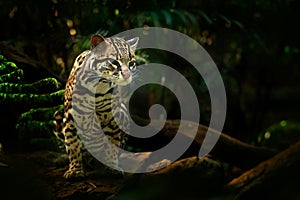 Wildlife in Costa Rica. Nice cat margay sitting on the branch in the costarican tropical forest. Detail portrait of ocelot, nice c