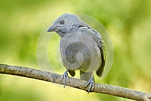 Wildlife Costa Rica. Palm Tanager, Thraupis palmarum, bird in the green forest habitat, Costa Rica. Dark green forest, tanager in