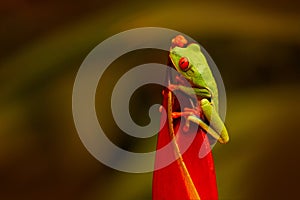 Wildlife Costa Rica. Red-eyed Tree Frog, Agalychnis callidryas, animal with big red eyes, in nature habitat, Costa Rica. Frog from