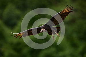 Wildlife from Costa Rica. Ugly black bird Black Vulture, Coragyps atratus, fly in the green vegetation. Vulture in forest habitat