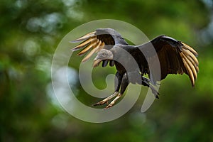 Wildlife from Costa Rica. Ugly black bird Black Vulture, Coragyps atratus, fly in the green vegetation. Vulture in forest habitat