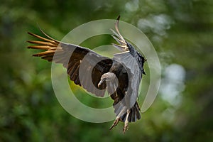 Wildlife from Costa Rica. Ugly black bird Black Vulture, Coragyps atratus, fly in the green vegetation. Vulture in forest habitat