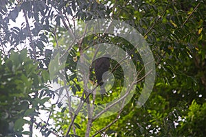 Wildlife: Crane Hawks are raptors that can extract prey from trees