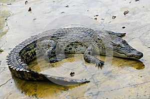 Wildlife crocodile