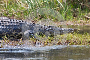 Wildlife crocodile