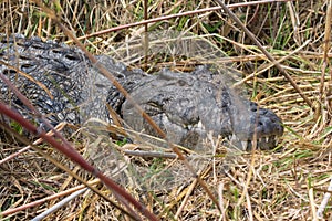 Wildlife crocodile