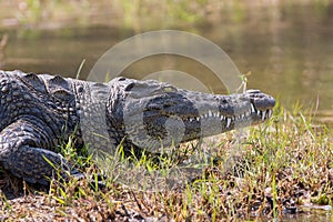 Wildlife crocodile