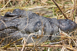 Wildlife crocodile