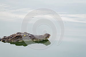 Wildlife crocodile floating on the water and waiting to hunt an animal in the river. animal wildlife and nature concept