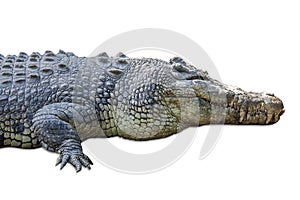 Wildlife crocodile isolated on white 1