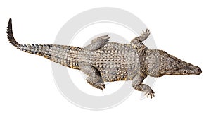 Wildlife crocodile isolated on white