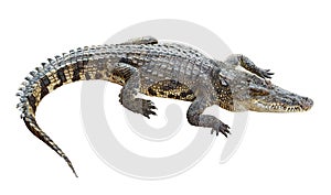 Wildlife crocodile isolated on white